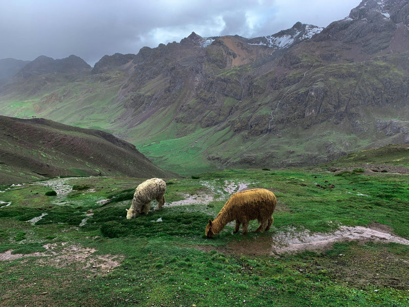 sheep grazing in the mountains
